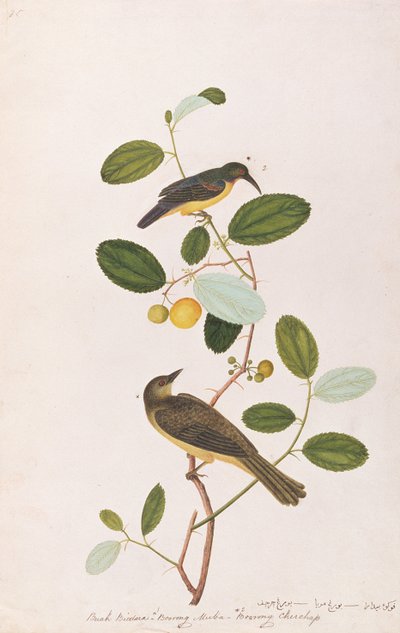 Red-throated Sunbird and Red-eyed Bulbul, from Drawings of Birds from Malacca, c.1805-18 by Chinese School